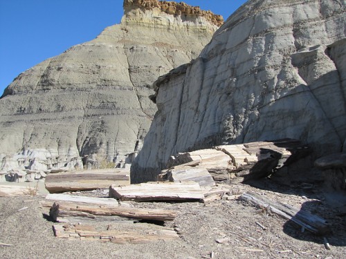 petrified wood