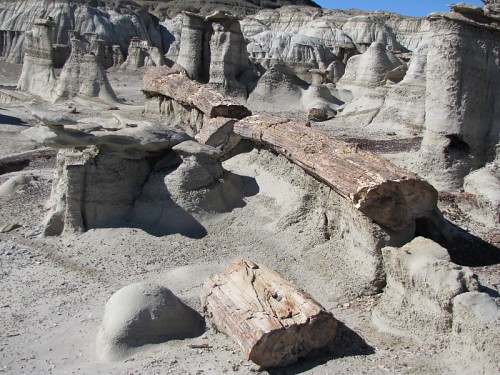 petrified wood