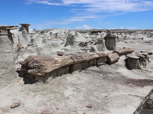 petrified wood