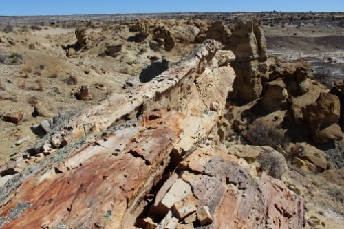 petrified log