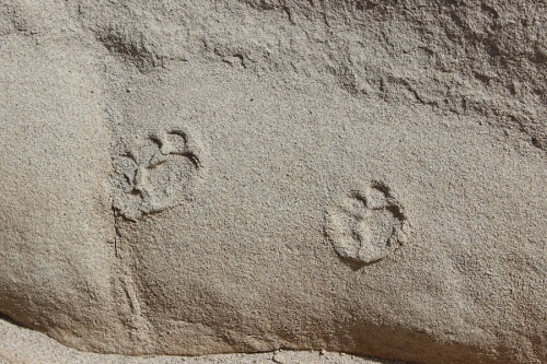 foot prints