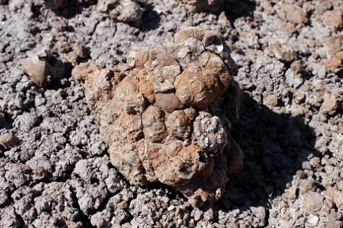 coprolites