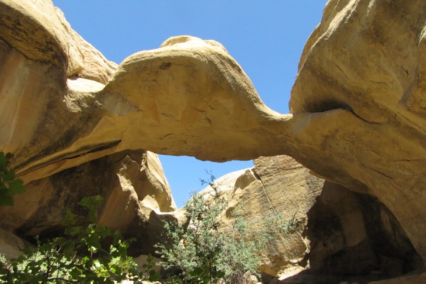 Octopus Arch Arch