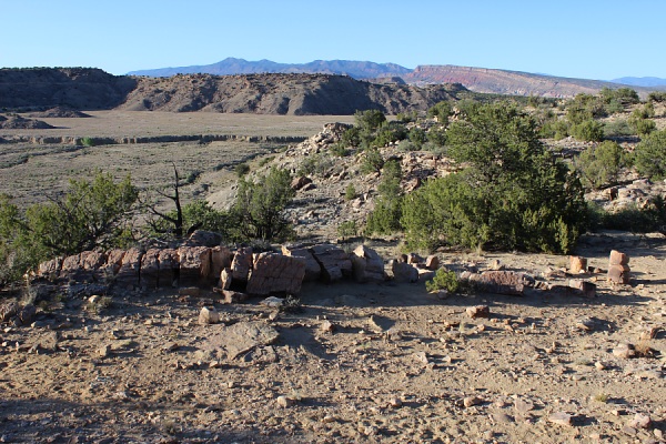 petrified wood